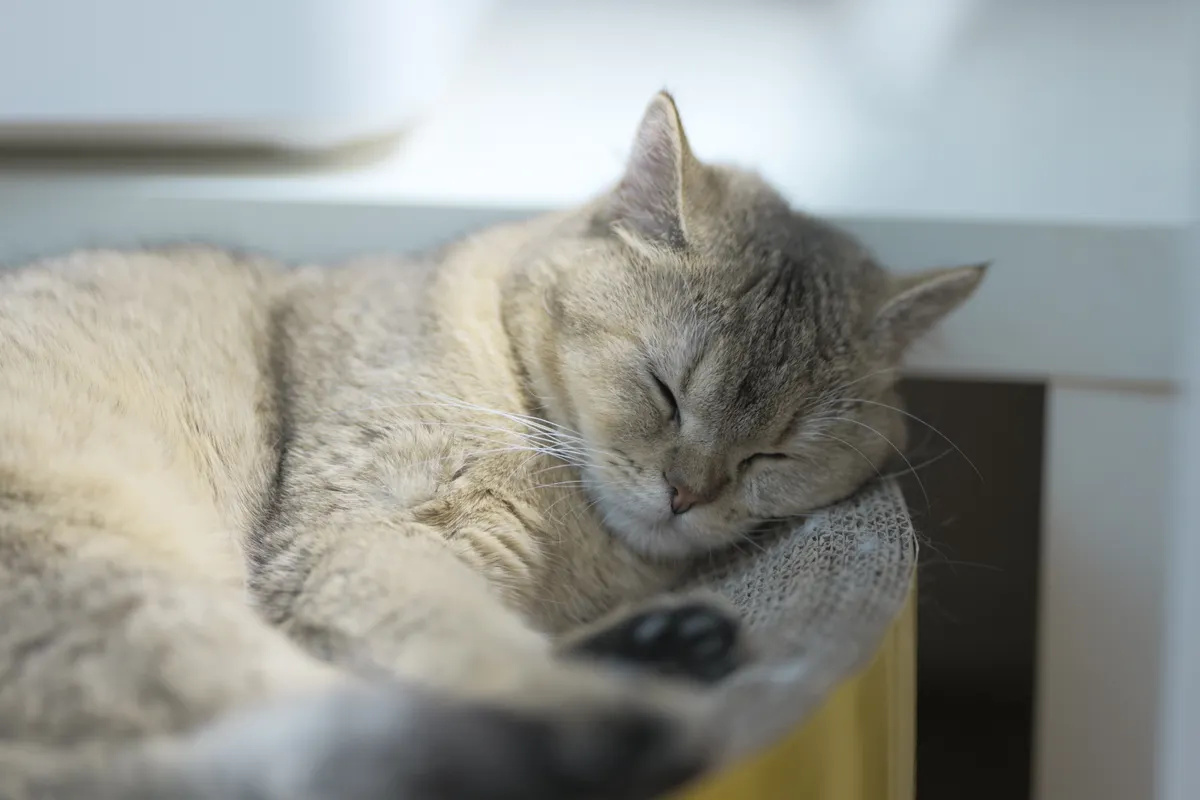 Chat tigré endormi dans son couchage à l’intérieur