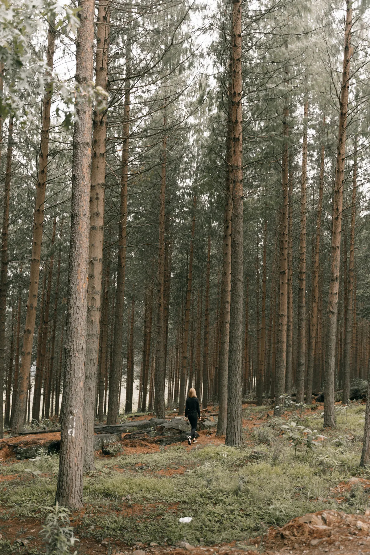 Personne marchant sur un sentier au milieu de grands arbres