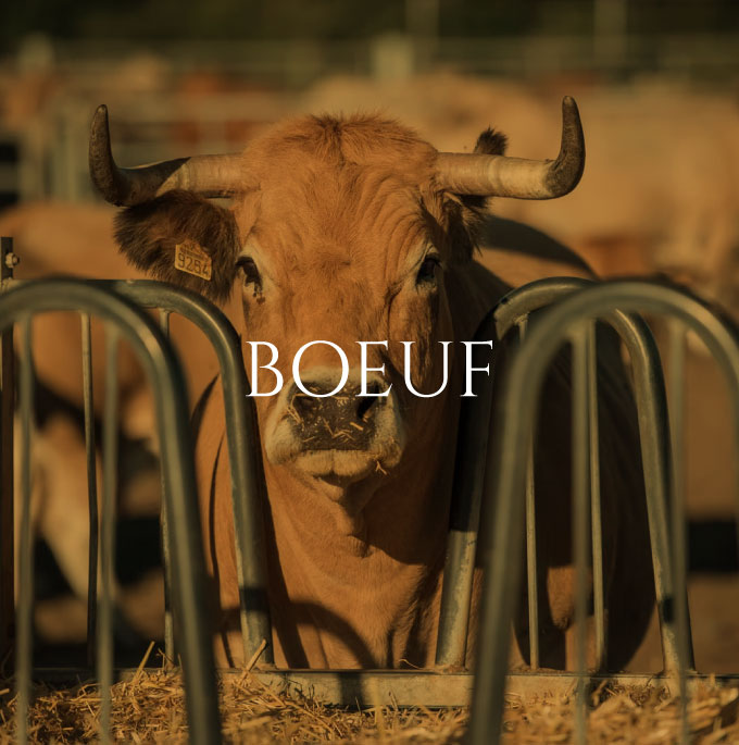 Boeuf