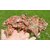 il_1140xN.4974874182_corc