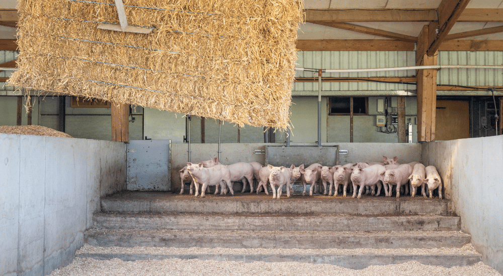 porcs sur litiere paille accumulee ferme les acacias urt