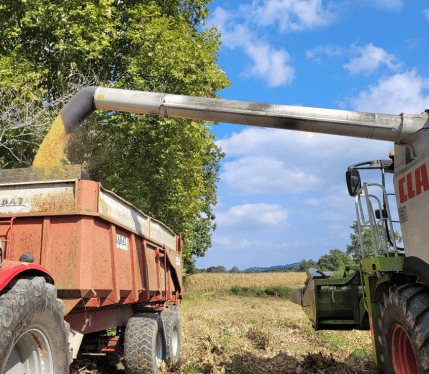 Récolte de maïs grain sur l'exploitation Ferme Les Acacias pour l'alimentation des cochons