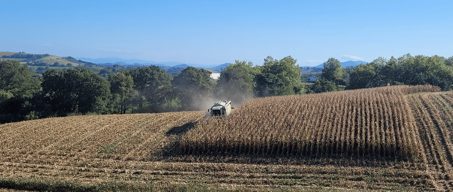 Champs de maïs cultivés à Urt au Pays Basque par la Ferme Les Acacias pour nourrir les cochons
