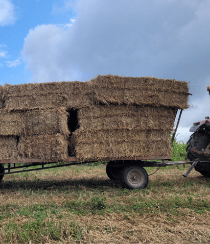 Transport de paille produite sur la ferme pour la litière naturelle et le confort des cochons