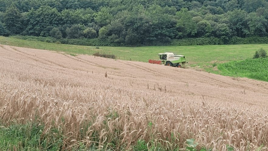 Moisson du blé en été à la Ferme Les Acacias assurant une partie de l'autonomie alimentaire