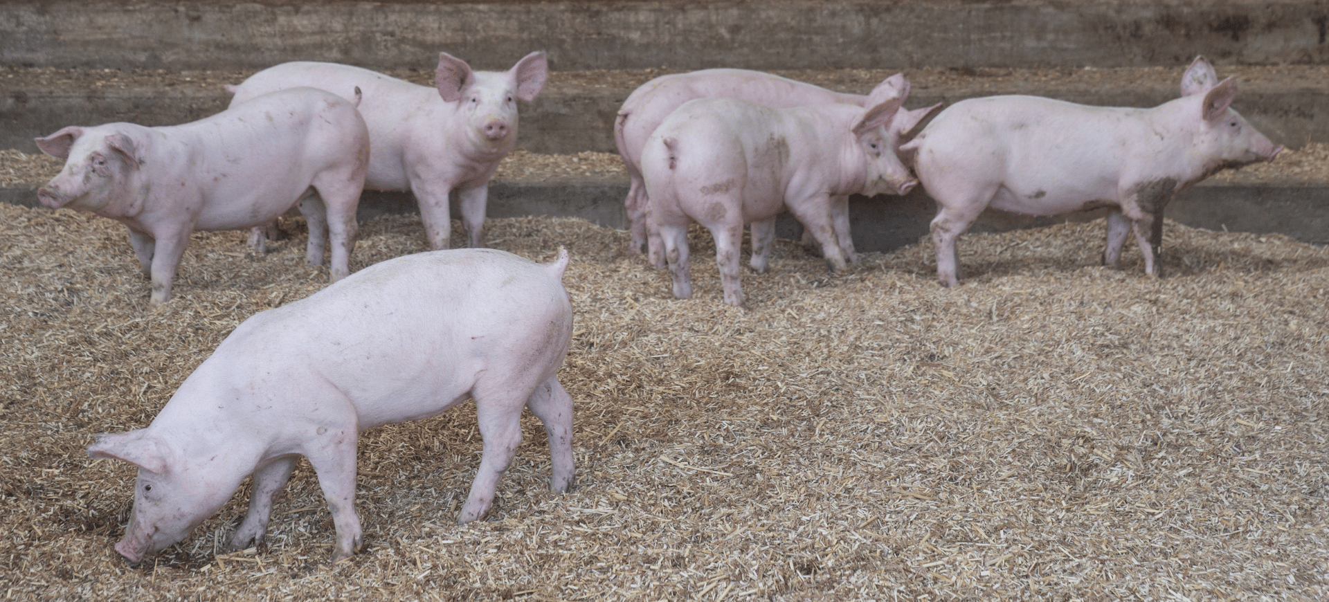 elevage cochons race duroc ferme les acacias