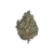 Jack-herer-Photoroom