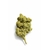 fleur-amnesia-og-cbd