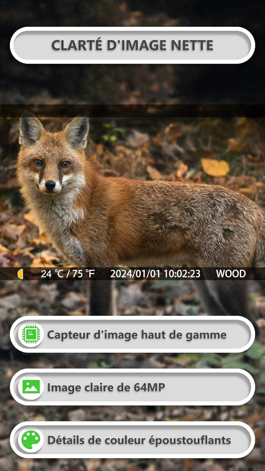 81XeY0zDoGL._AC_SL1500_