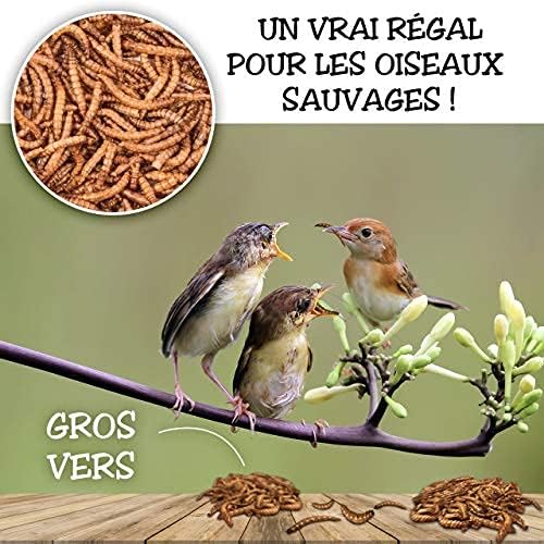 51vihLgfDfL._AC_