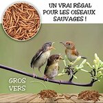 51vihLgfDfL._AC_