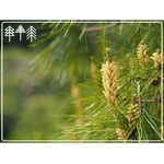 71s9MPGI4hL._AC_SL1500_