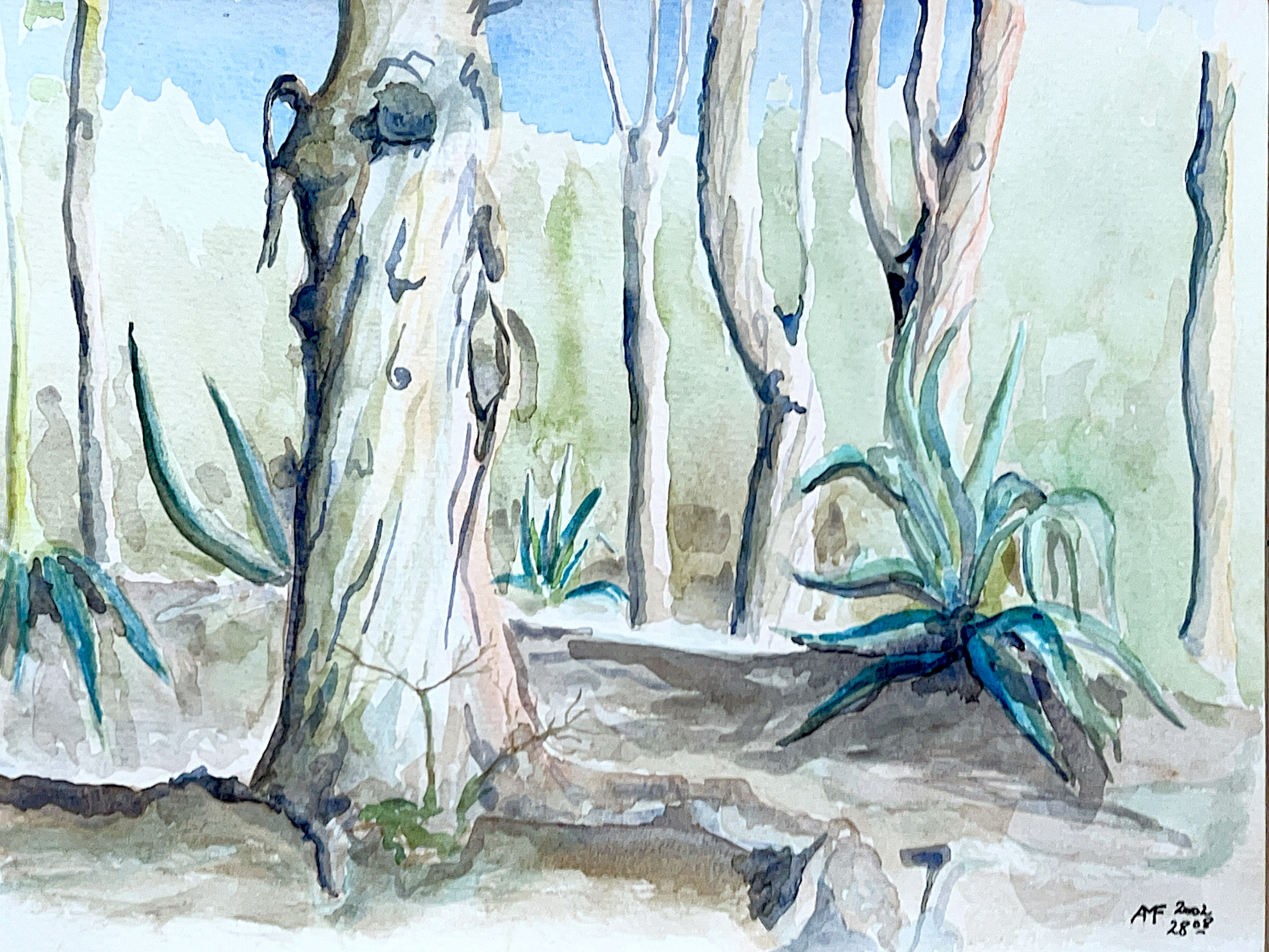 Eucalyptus