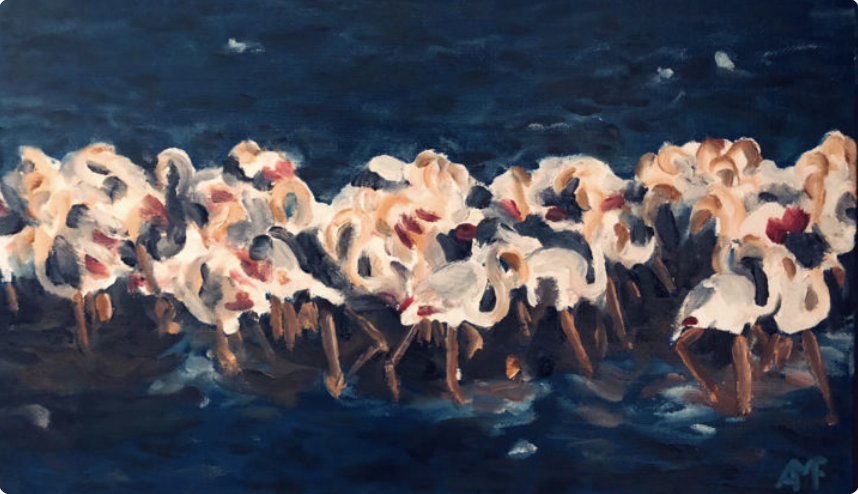 Réveil de flamants roses 2