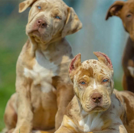 crea lords of shinsekai chien 1