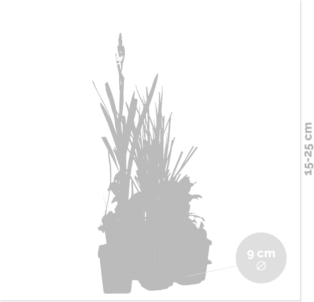 41dJB8HbpUL._AC_SL1200_