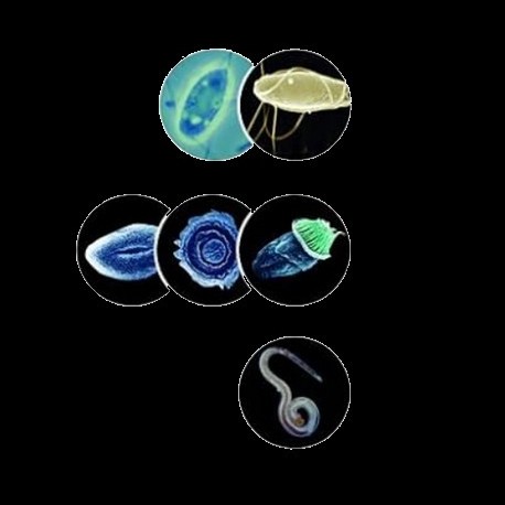 Quelles sont les différentes maladies des Orandas ?