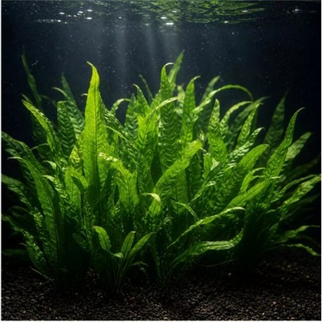 Quelles plantes pour un aquarium d'Orandas ?