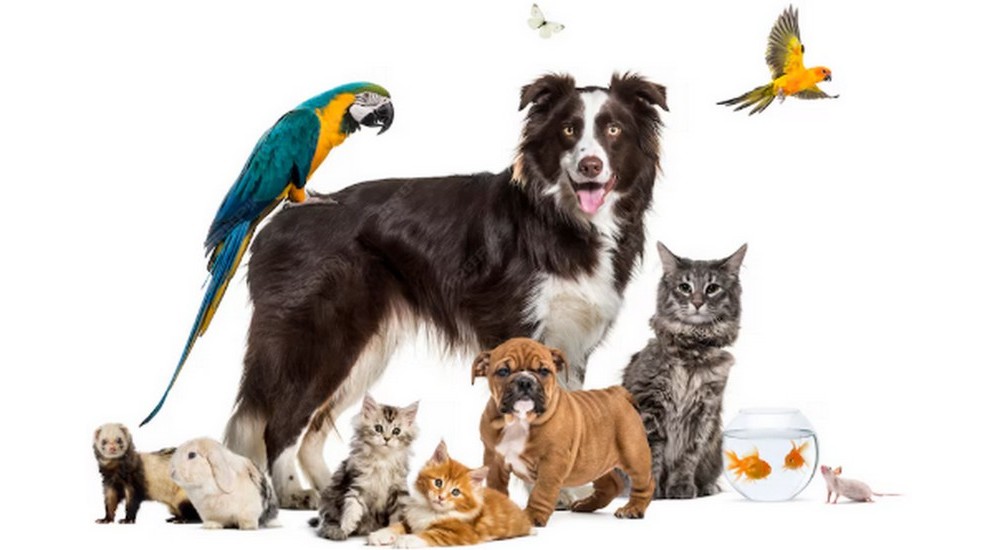 groupe d animaux 1000x550
