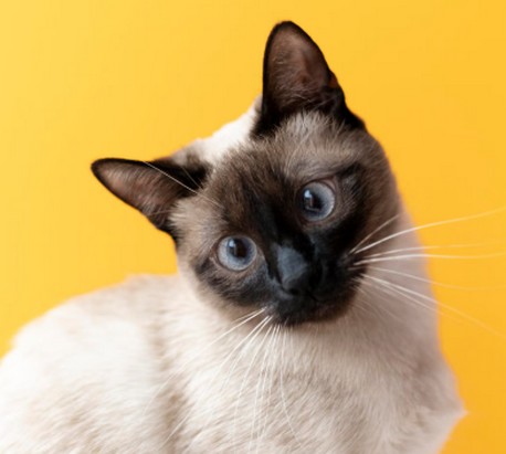 CHAT