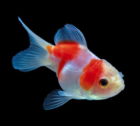 POISSON