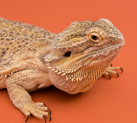 REPTILE