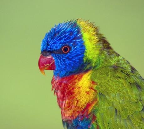 oiseau