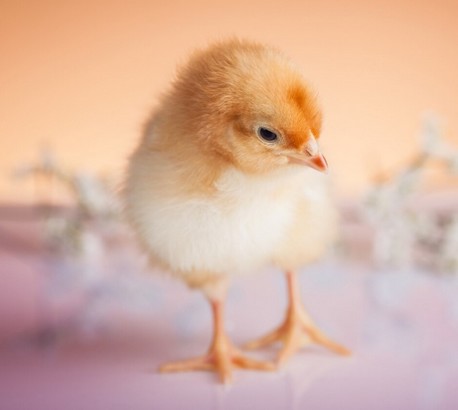 poussin