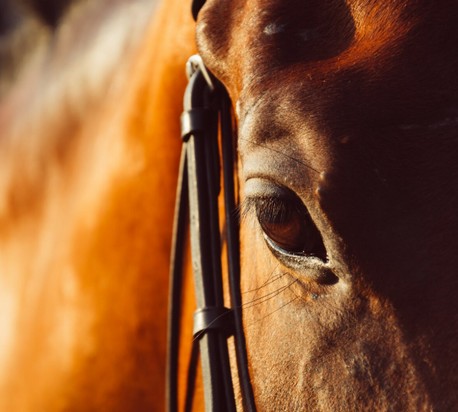 cheval