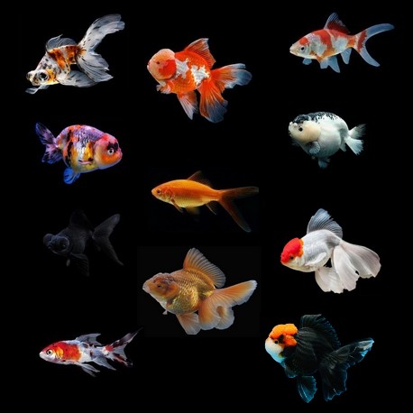 Pourquoi choisir des poissons d'eau froide ?