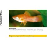 51uJI0FjcKL._AC_SL1500_