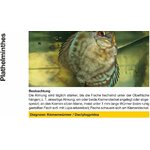 715oGOf3GAL._AC_SL1500_