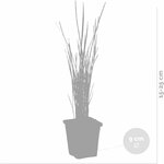 41PC73HQxLL._AC_SL1200_