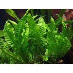 612u9i-vYsL._AC_