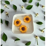 MIRABELLEA2
