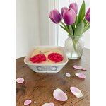 FLEUR FRANGIPANIER (1)