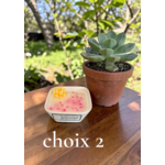 PETIT JARDIN PAPA 2 (1)