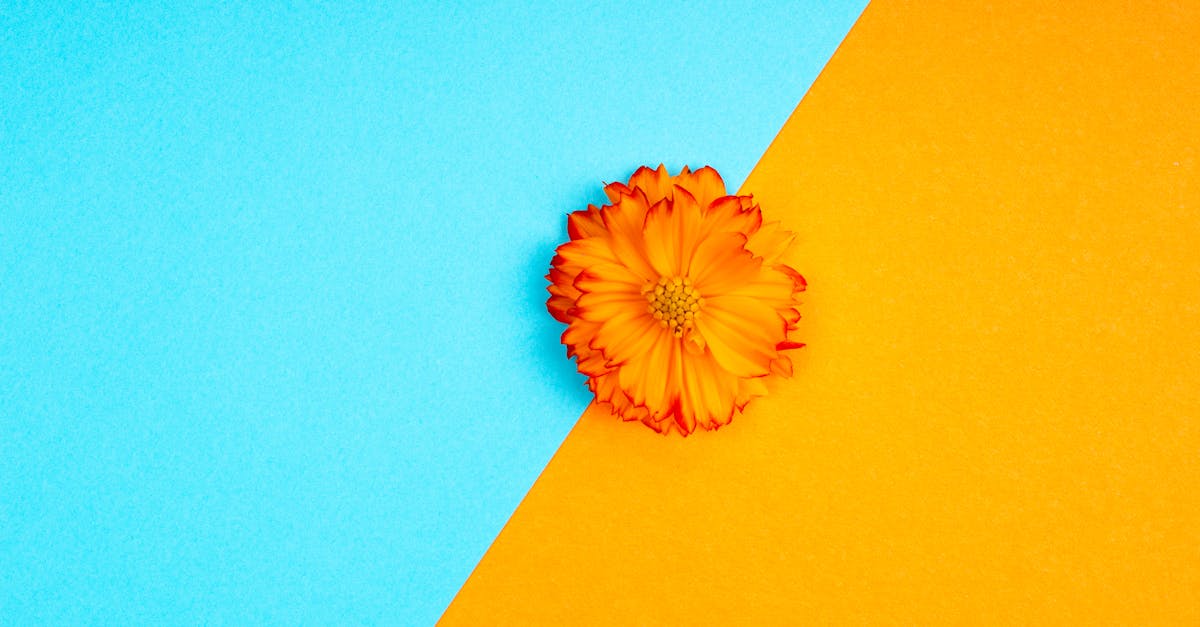 vibrant orange flower on a split blue and orange background showcasing contrast and creativity