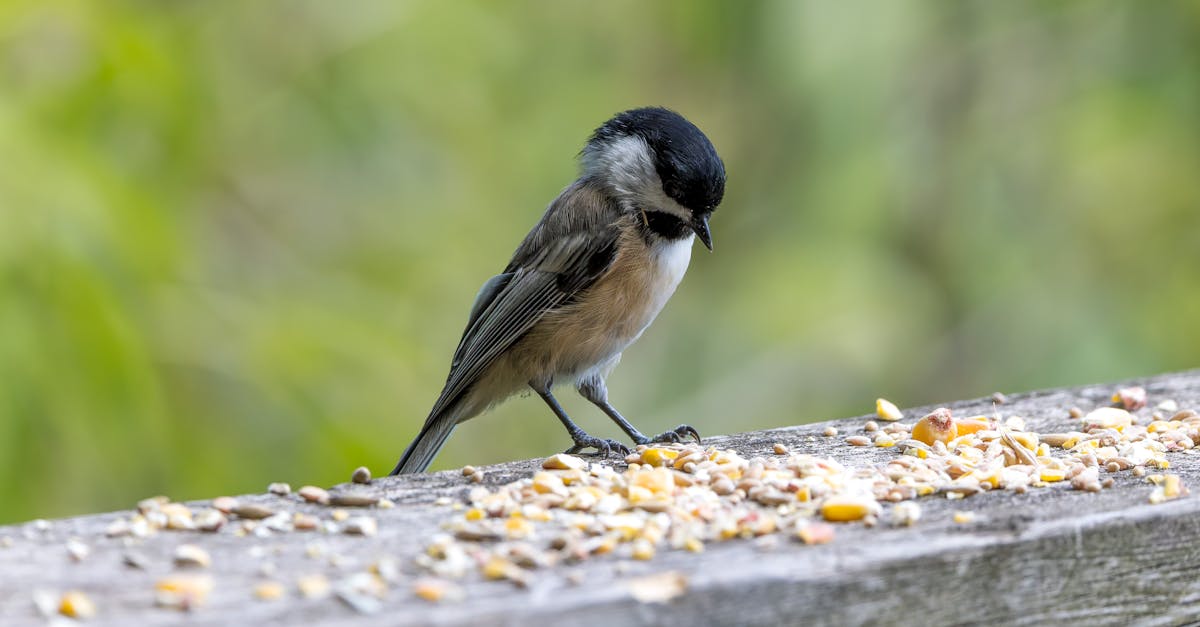 a chickadee bird feeding on seeds on a wooden railing outdoors