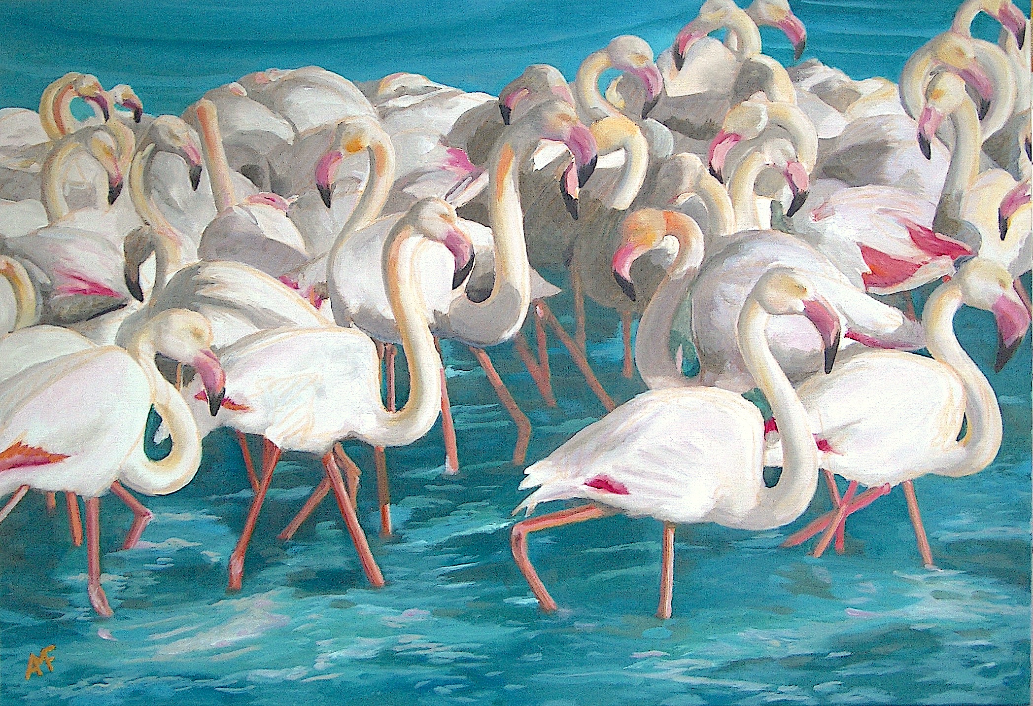 Réveil de flamants roses 1