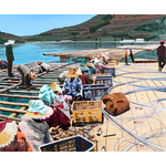 Chantier ostréicole à Pusan
