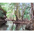 Mangrove