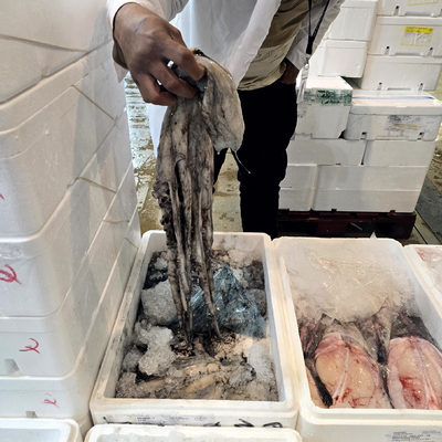 Poulpe entier conditionné en caisse de 6 kg