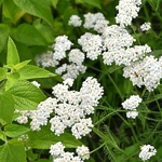 81WXfHLRABL._SL1500_