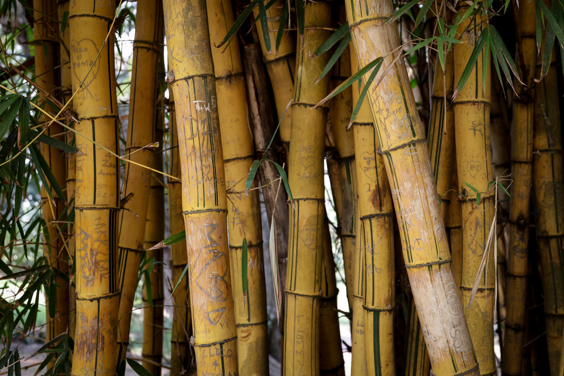 a detailed shot of bamboo stems with carvings showcasing texture in a natural setting