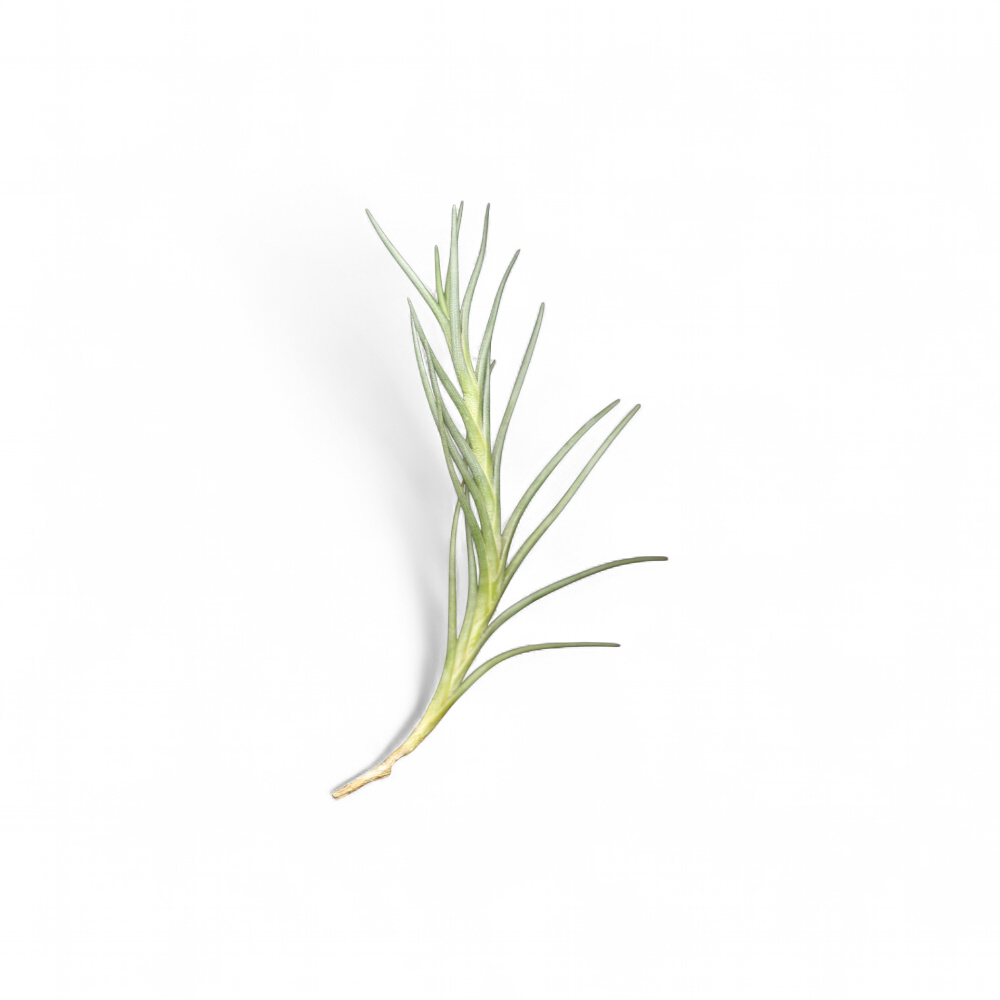 tillandsia-albertiana
