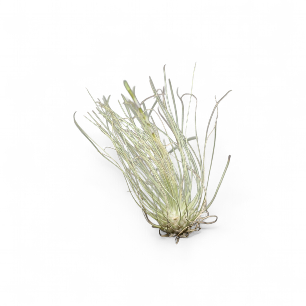tillandsia-argentea