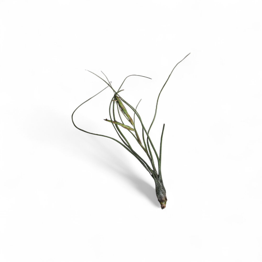 tillandsia-butzii
