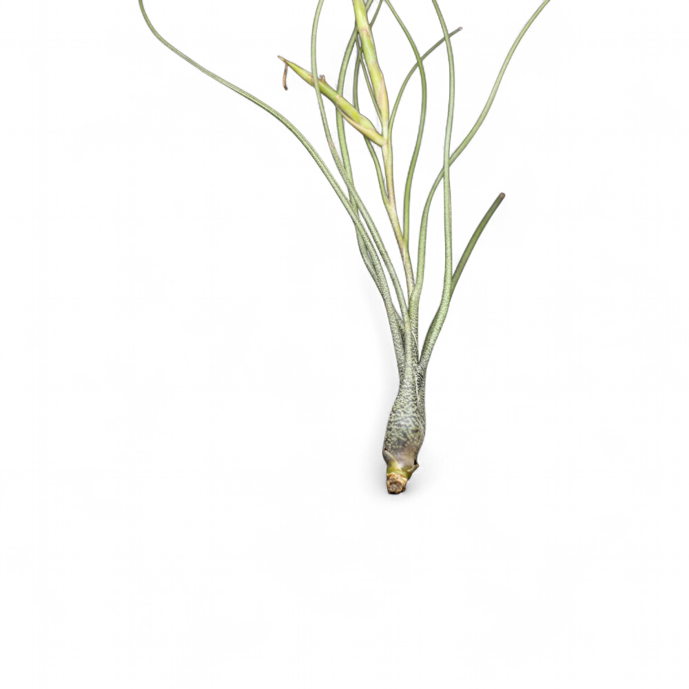 tillandsia-butzii