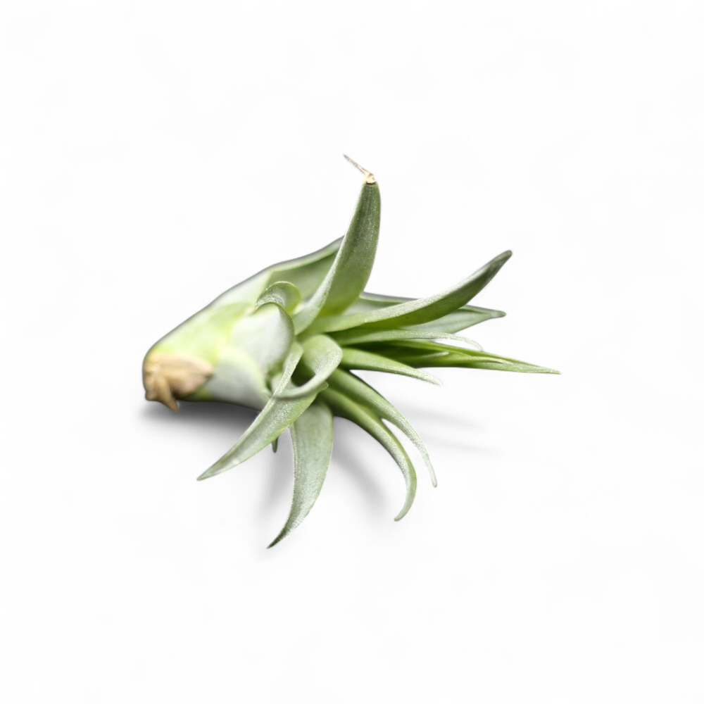 tillandsia-capitata-peach